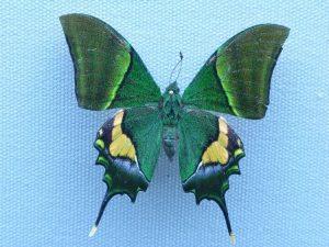Arunachal's approved "Kaiser-i-Hind" as state butterfly_4.1