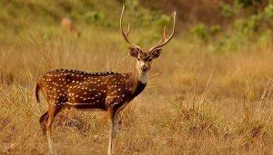 Eco Sensitive Zone : Uttarakhand's Askot Wildlife Sanctuary declared ESZ_40.1