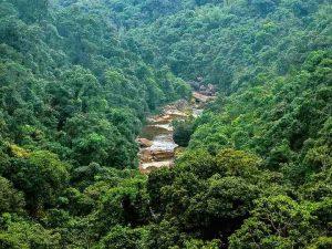 ISFR Report: India's forest & tree cover rose by 2,261 sq km in last 2 years_4.1