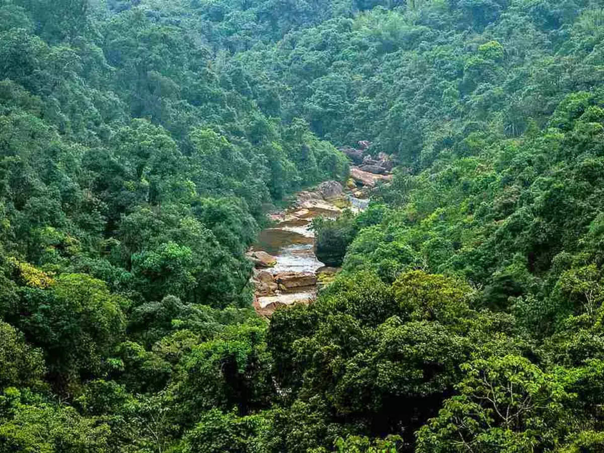 ISFR Report: India's forest & tree cover rose by 2,261 sq km in last 2 years_40.1