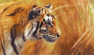 Sathyamangalam Tiger Reserve bags TX2 award 2022 B.N Park_4.1