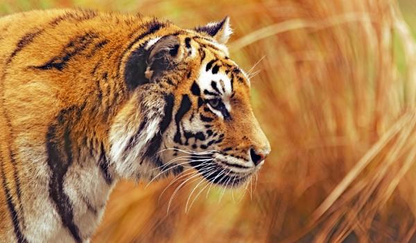 Sathyamangalam Tiger Reserve bags TX2 award 2022 B.N Park_40.1