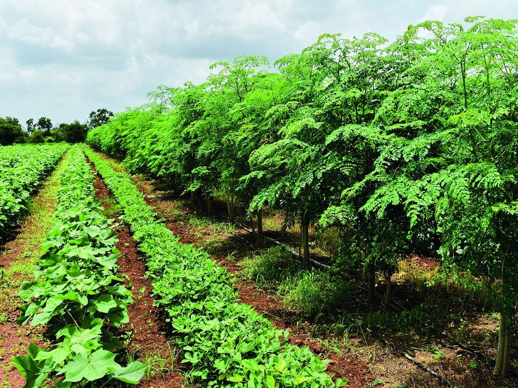 Kerala becomes first state to introduce carbon-neutral farming methods