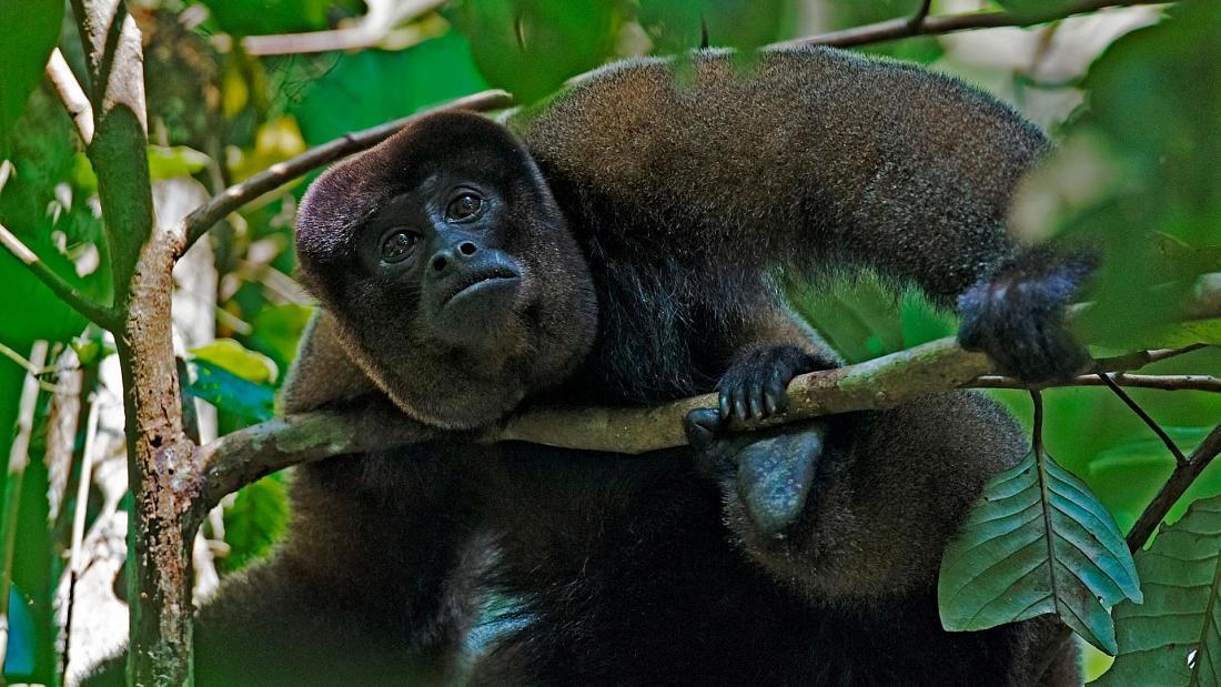 Ecuador became 1st country to give legal rights to wild animals