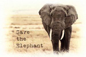 Save the Elephant Day 2022: Celebrated On April 16 April_4.1