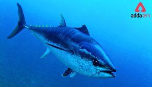 World Tuna Day observed 2022 On 2nd May every year 2022_4.1