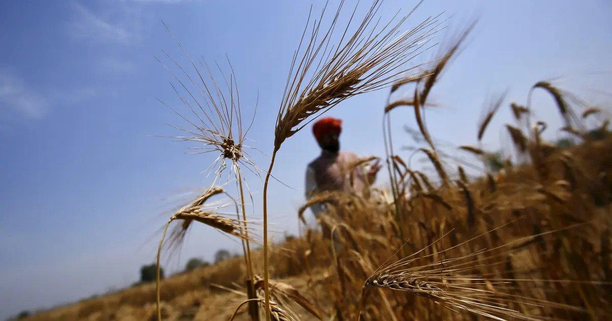 Indian Government Prohibited the Wheat Export with Immediate Effect