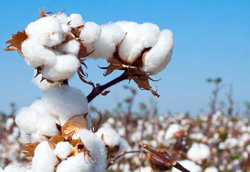 Centre announces formation of Cotton Council of India 2022._50.1
