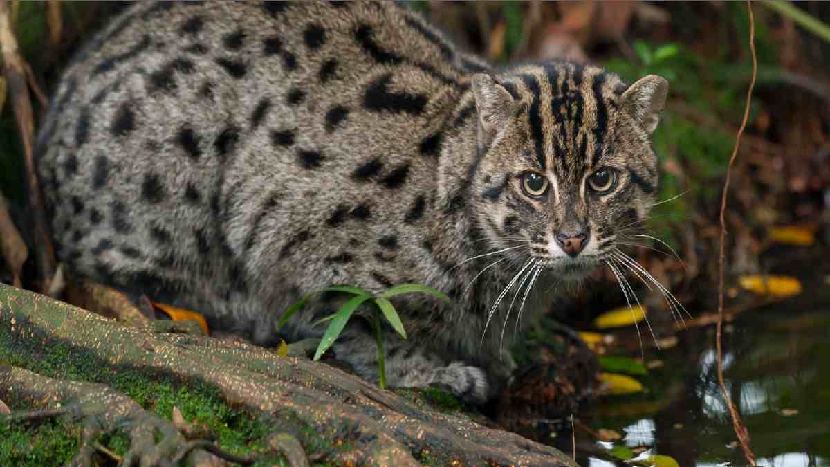 176 fishing cats discovered during a survey at Chilika Lake, making it the world's first fishing Cat Census_30.1