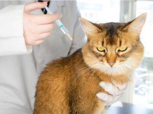 India's first COVID-19 vaccine for animals 'Anocovax' launched_4.1