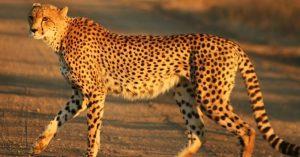 India finalised deals for cheetahs from South Africa & Namibia_4.1