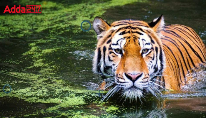Wildlife Board Approves Durgavati Tiger Reserve as New Tiger Reserve
