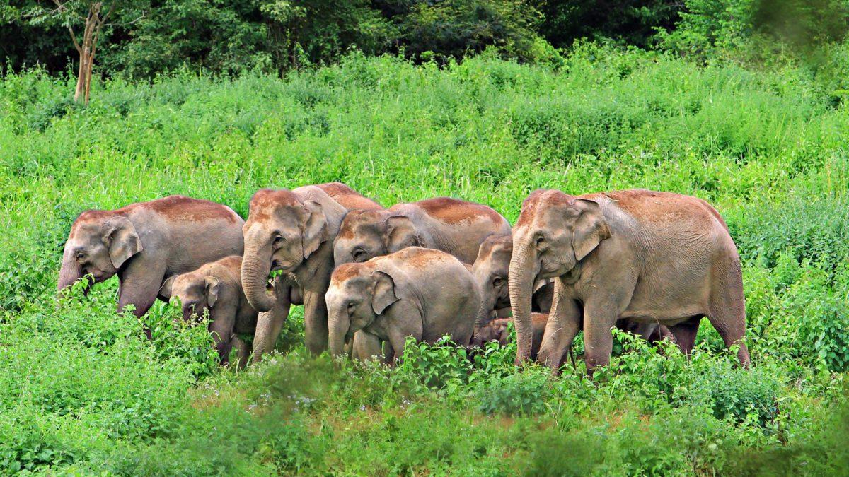 India's first elephant death audit framework introduced by Tamil Nadu_50.1