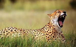 National Zoological Park celebrates International Cheetah Day 2022_40.1
