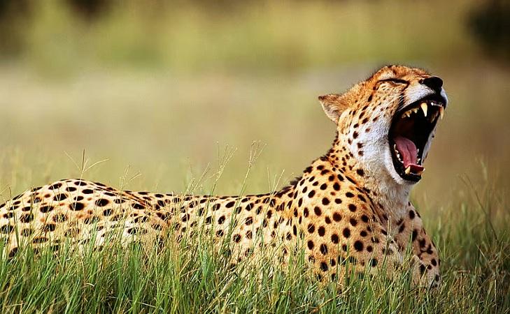 National Zoological Park celebrates International Cheetah Day 2022_50.1