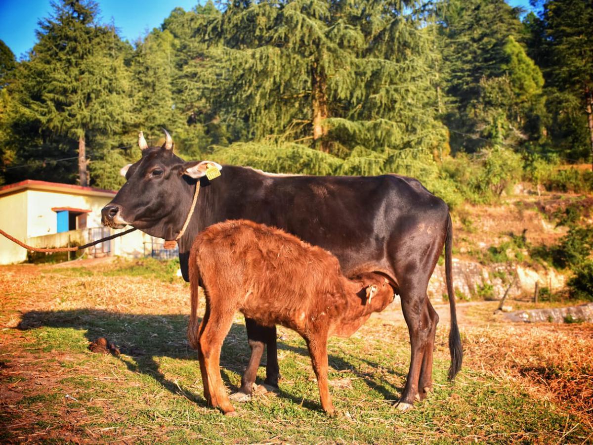 Uttarakhand Plans Genetic Enhancement of Its Indigenous Badri Cow_40.1