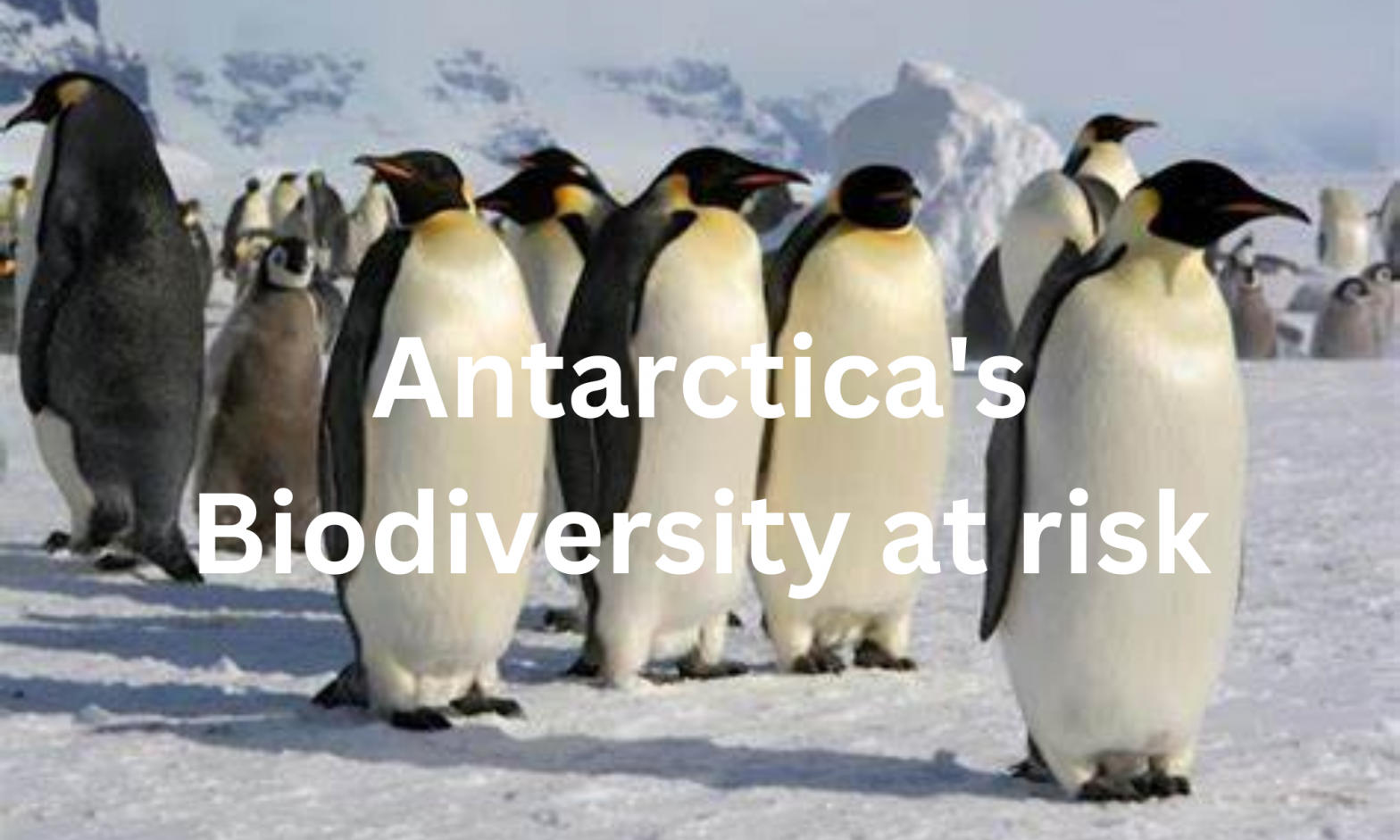 Antarctica's Biodiversity at risk