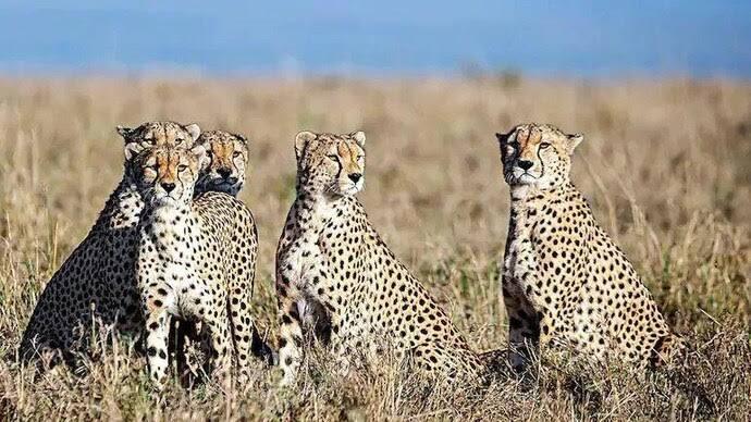 India to get more than 100 Cheetahs from South Africa_40.1