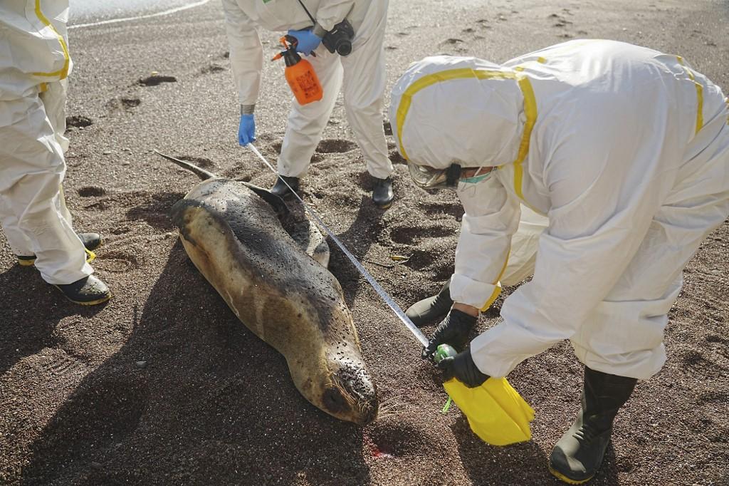 Nearly 600 sea lions die due to bird flu outbreak in Peru_40.1