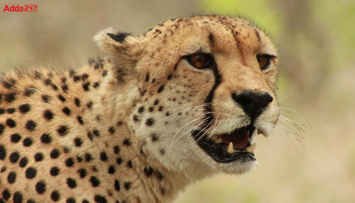 12 Cheetahs to be Flown from South Africa Under Cheetah Reintroduction Program_40.1