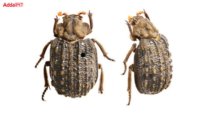 'Omorgus Khandesh' is a Newly Discovered Indian Beetle by Zootaxa_40.1