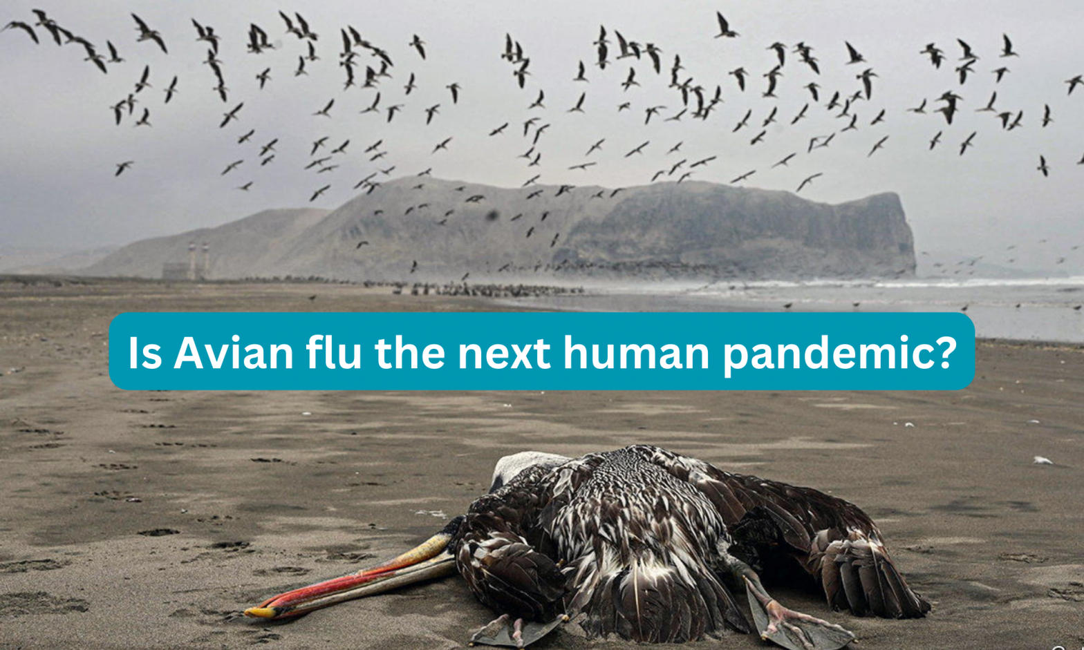 Avian flu: Is it the next human pandemic?