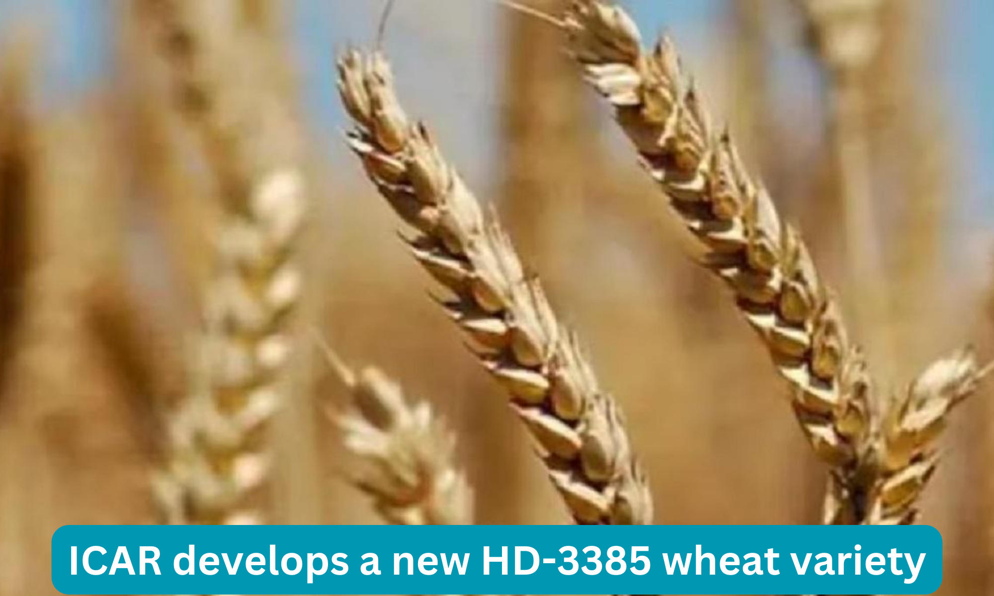 ICAR develops a new HD-3385 wheat variety that can beat the heat_30.1