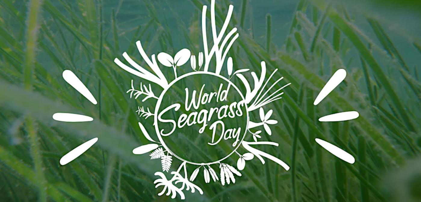 World Seagrass Day 2023 observed on 1st March_50.1