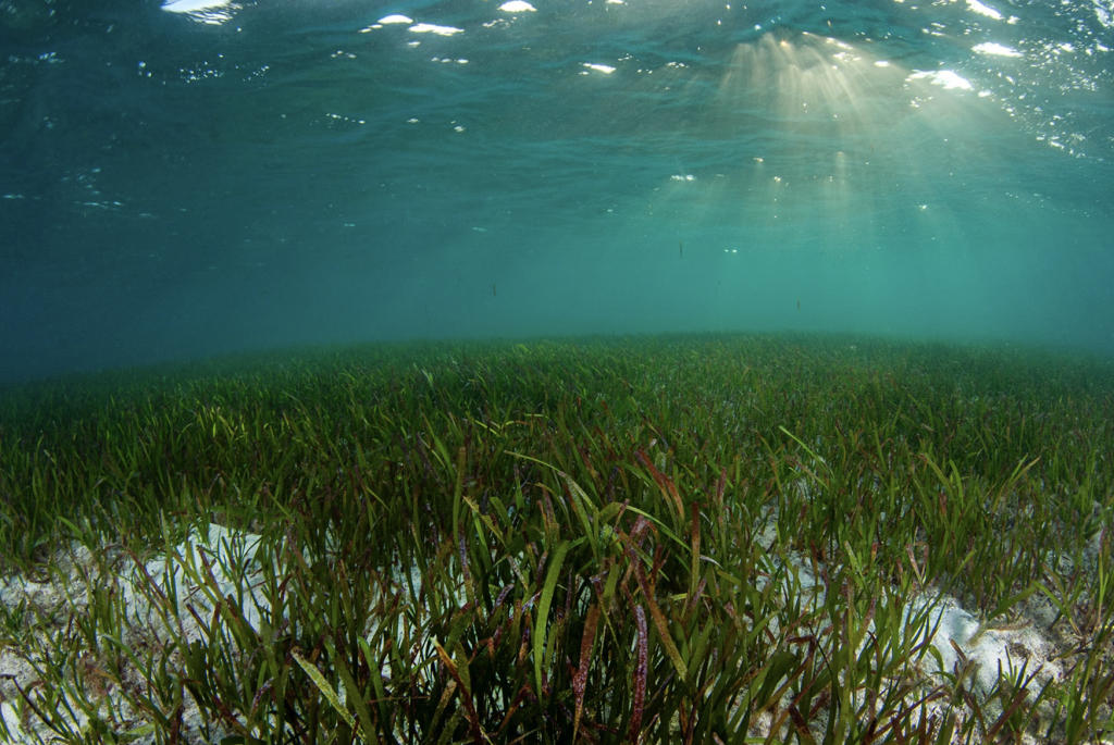 World Seagrass Day 2023 observed on 1st March_5.1