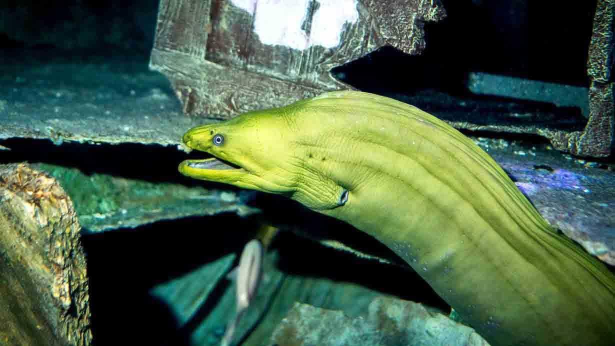 New species of Moray eel discovered off Cuddalore coast named after Tamil Nadu_50.1