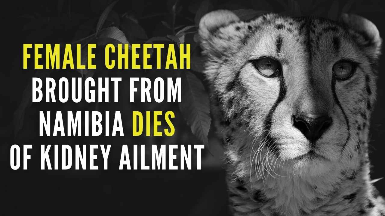 Cheetah Sasha dies due to kidney ailment in MP's Kuno National Park_40.1