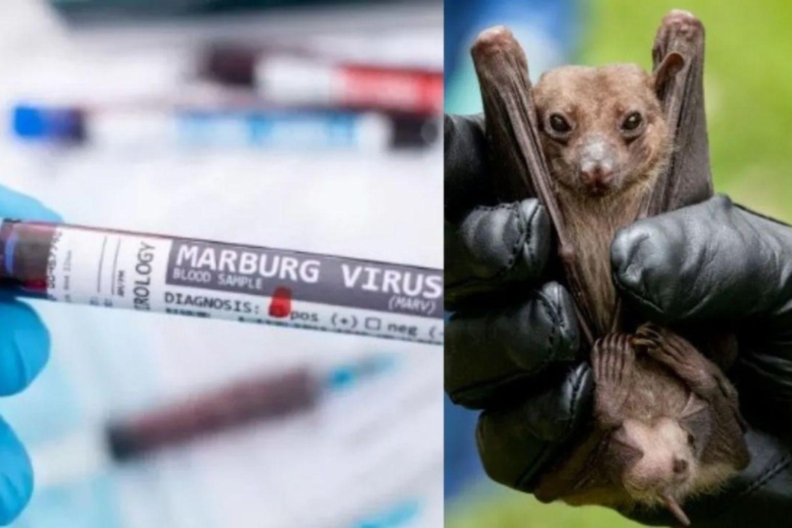 Tanzania announces outbreak of deadly Marburg virus disease_40.1