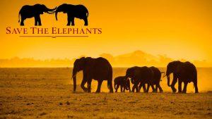 Save the Elephant Day 2023 celebrates on 16 April_4.1