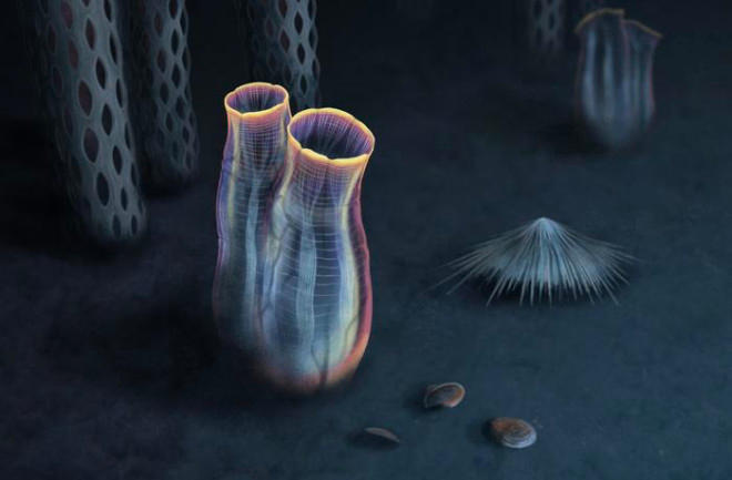 Megasiphon Thylacos, a new fossil species of tunicate discovered_50.1
