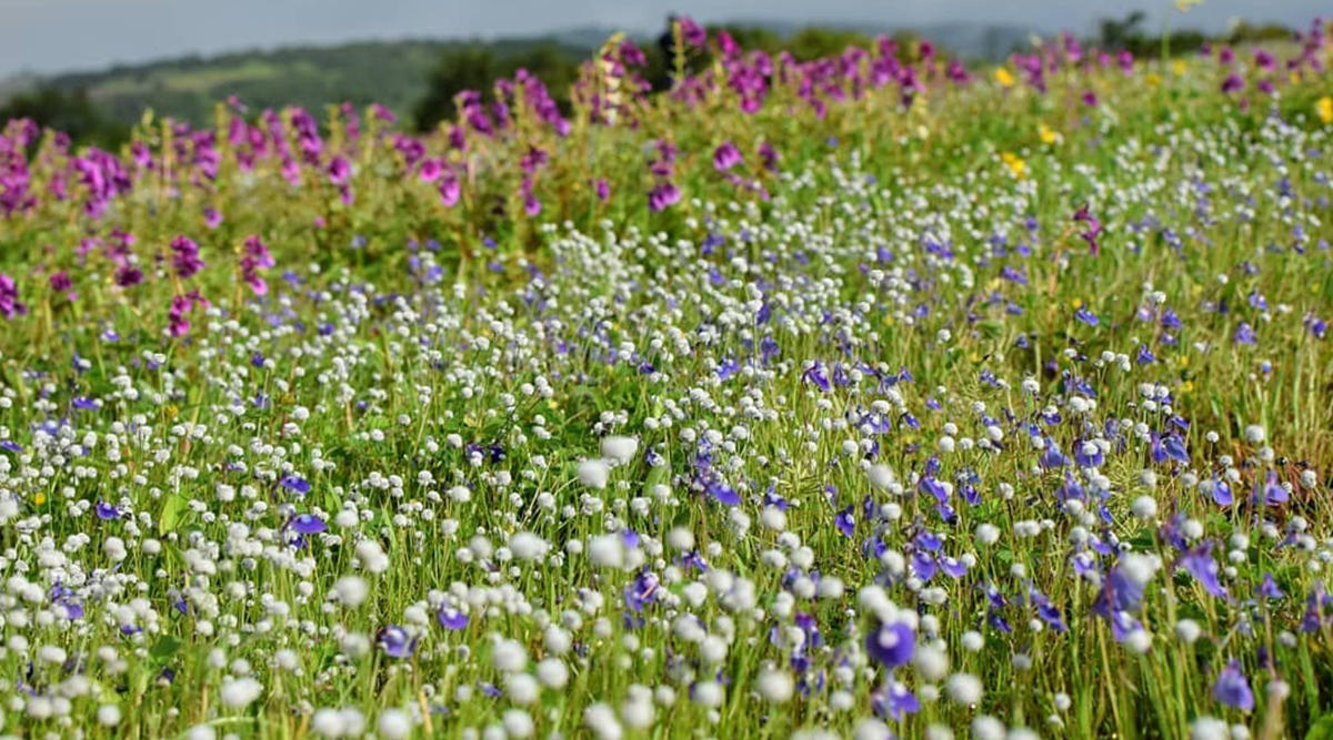 Why is Kaas Plateau in news?_50.1