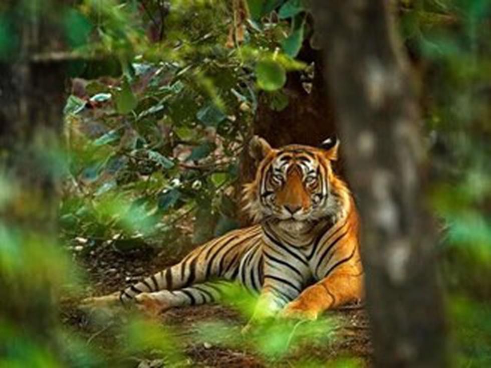 Ramgarh Vishdhari Tiger Reserve witnessed the birth of cubs_50.1