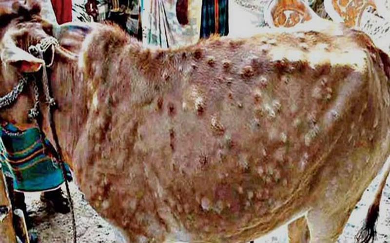 लम्पी त्वचा रोग : नागालैंड आधिकारिक तौर पर पॉजिटिव राज्य घोषित |_40.1