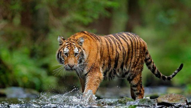 International/Global Tiger Day by Sabreleopard on DeviantArt