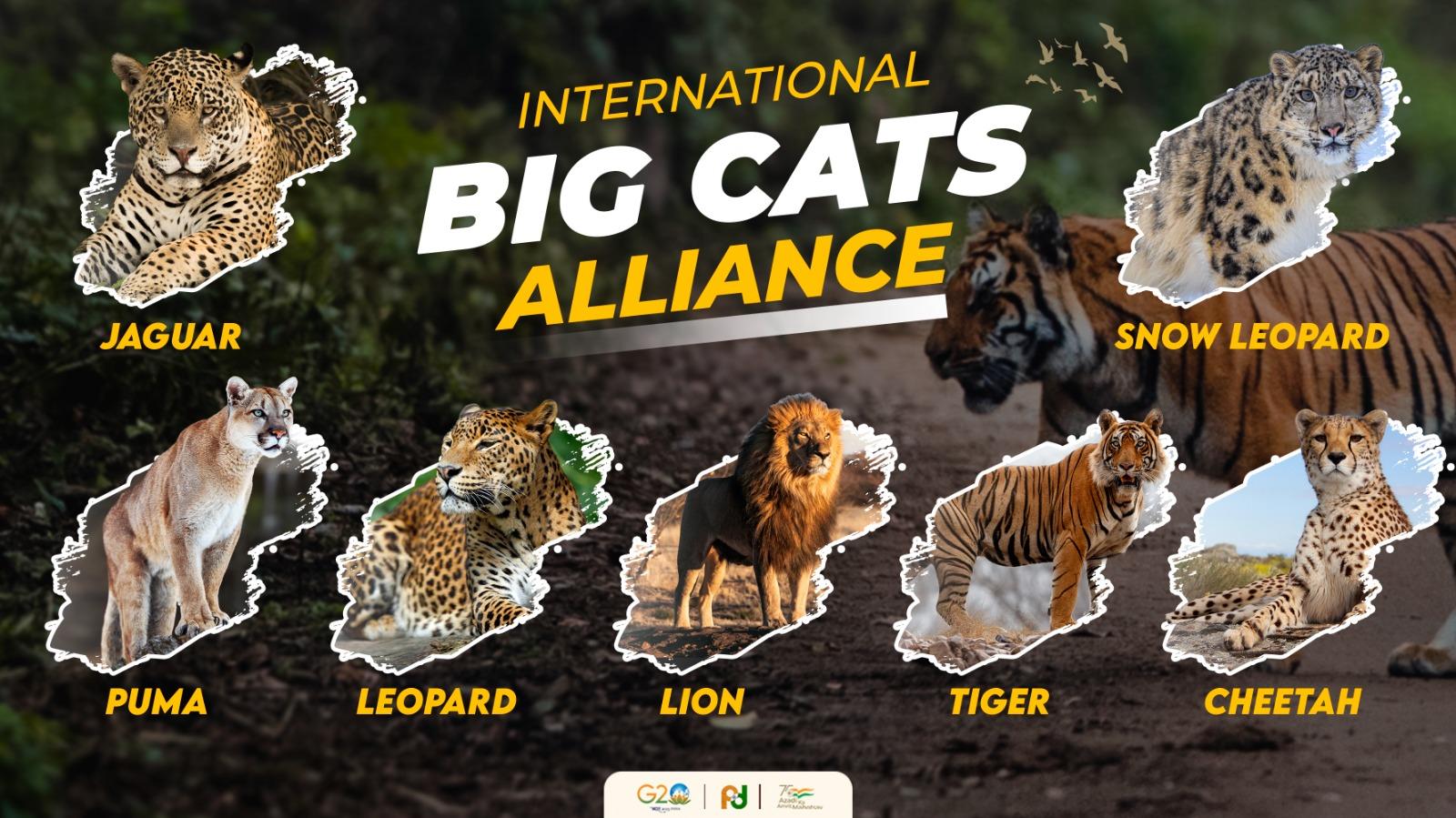 India launched international Big Cat Alliance for conserving 7 big cats_50.1