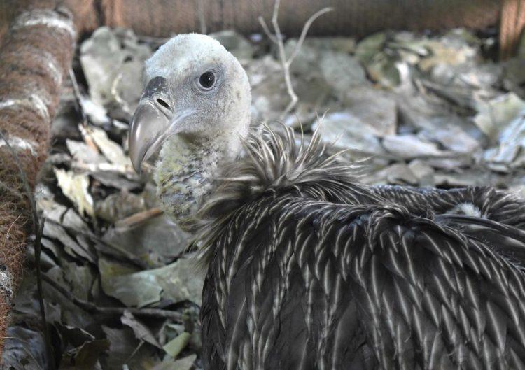 Endangered Himalayan vulture, bred in captivity for the first time in India_50.1