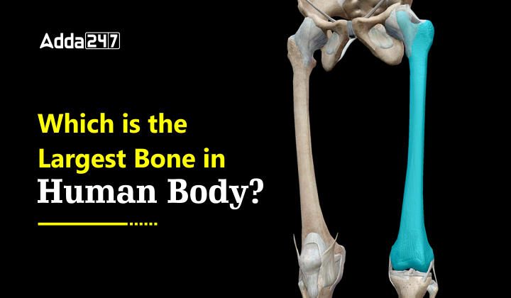 Largest Bone in Human Body_50.1