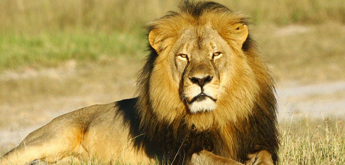 World Lion Day 2023: Date, Significance and History_50.1