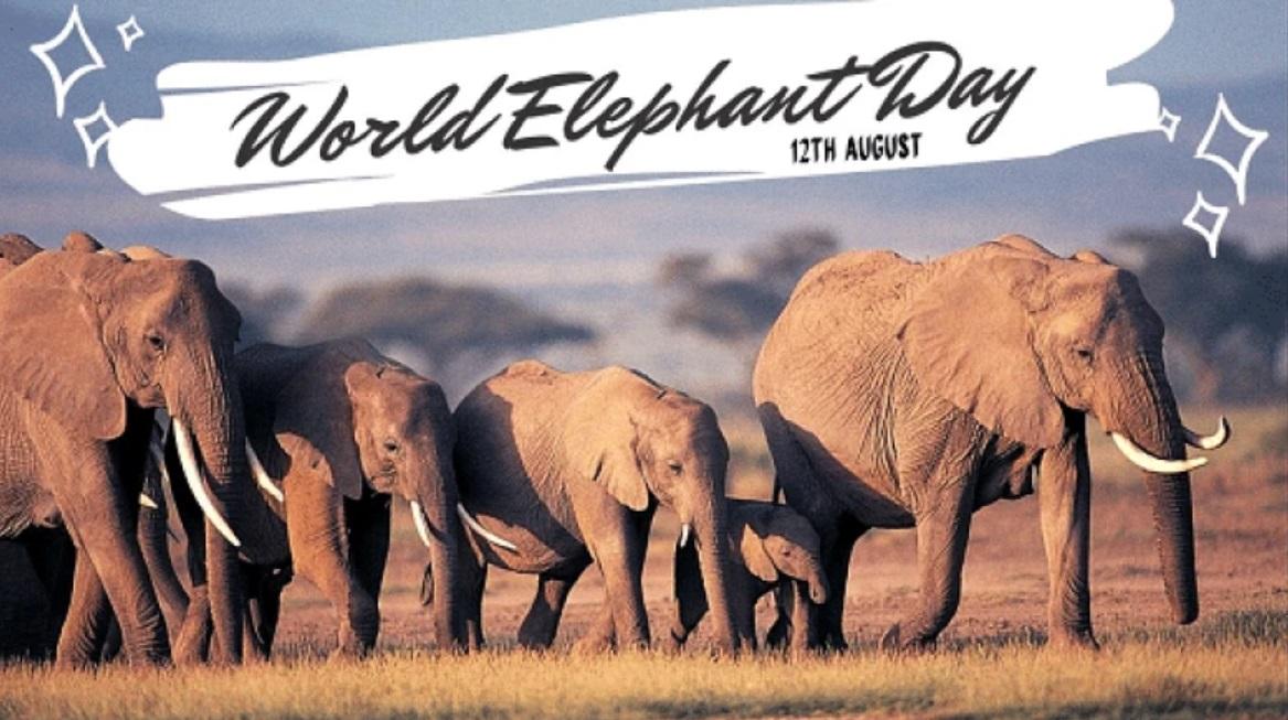 World Elephant Day 2023: Date, Significance and History_30.1
