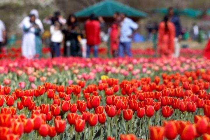 Srinagar’s tulip garden enters record books with 1.5mn flowers