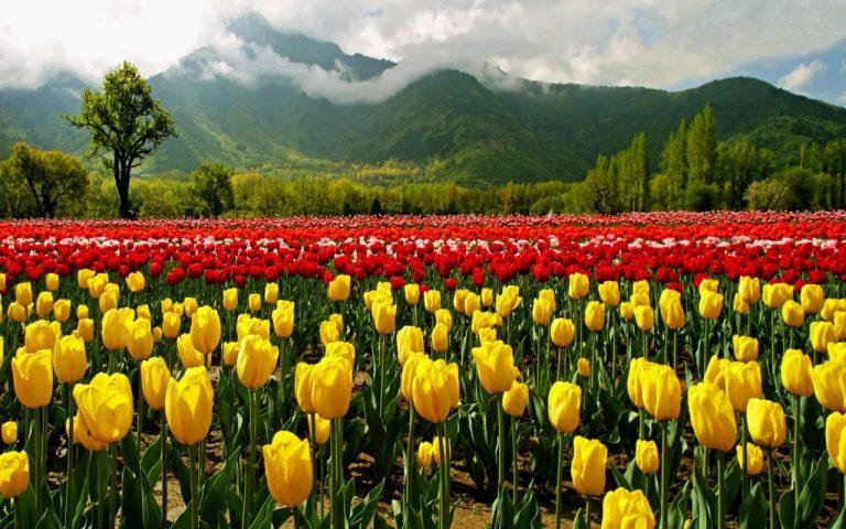 Srinagar's Tulip Garden Enters Record Books With 1.5mn Flowers_50.1