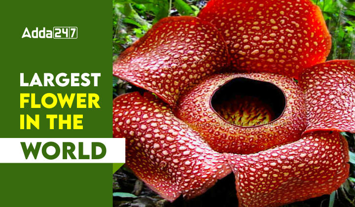 Largest Flower In The World List Of Top 10