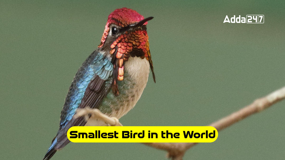 Smallest Bird in the World