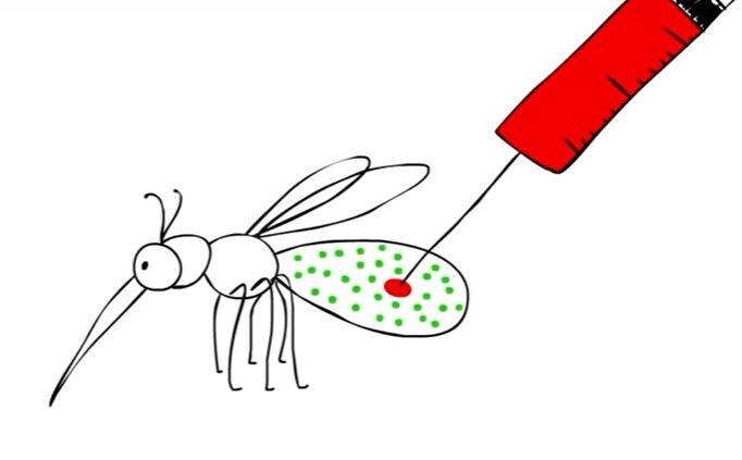 Wolbachia: A Bacterial Symbiont with Intriguing Biological Roles_80.1