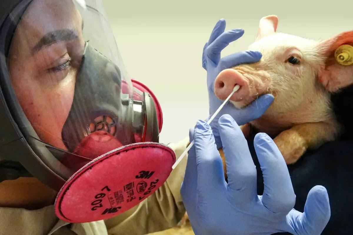 UK Detects First Human Case Of H1N2 Pig Virus_60.1