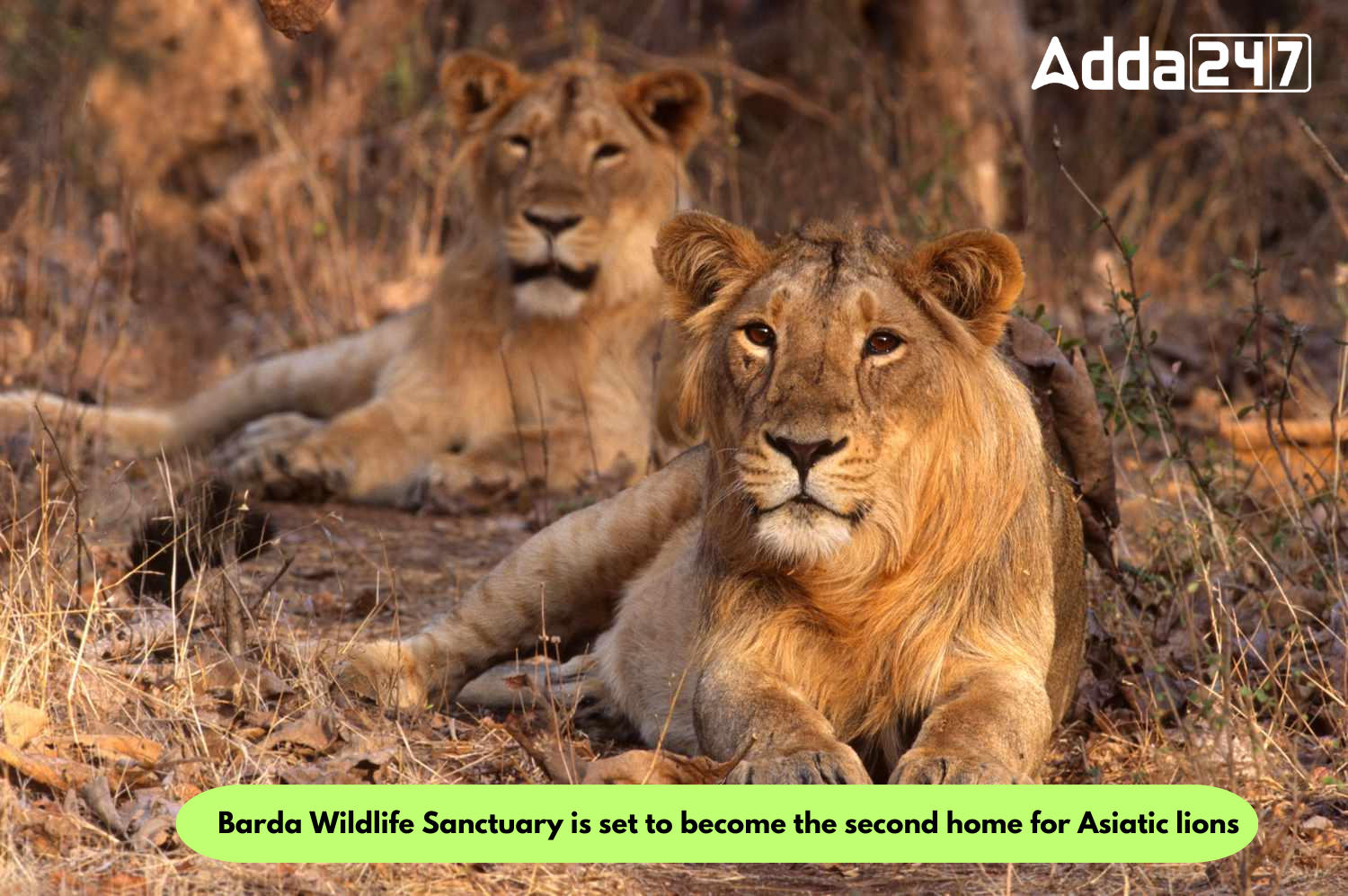 Barda Wildlife Sanctuary is set to become the second home for Asiatic lions_60.1